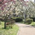 やなせ苑の桜(10)