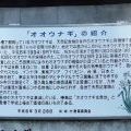 オオウナギの説明版
