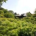 旦那はWorkでFukuokaへ。ひとり新緑を満喫してます。