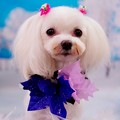 ももこちゃん マルチーズ