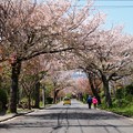 桜花に包まれしふたり