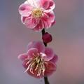 小紅朱砂